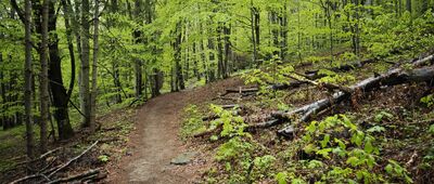 Górna Wetlinka, kemping ↔ Końska Droga
