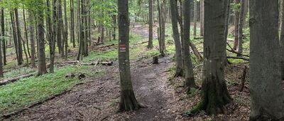 Nad Przełęczą Przegibek ↔ Rycerzowa Wielka