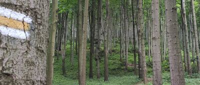 Odejście do źródła Zuber ↔ Pod Kamionną, wyciągi