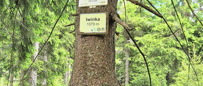 Rezerwat Puszcza Śnieżnej Białki ↔ Rudawiec