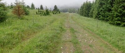 Przełęcz Przysłopy ↔ Przełęcz Buczynka