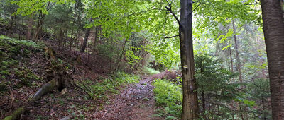 Pod Przysłopem ↔ Korbielów, Nad Potokiem