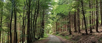 Kozubová, kaple, rozc. ↔ U Kamenitého, rozc.