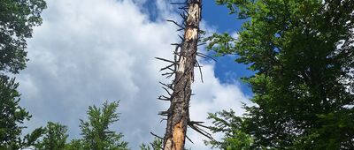 Rozdroże pod Przygrodną