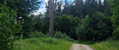 Kanciarski Buk ↔ Rozdroże pod Przygrodną