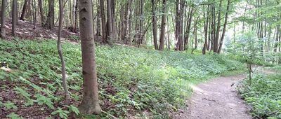 Rozejście szlaków zielony / czarny