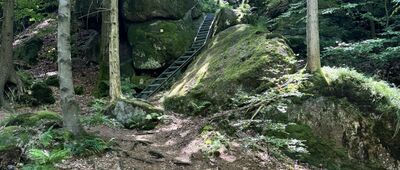 Oldřichovský Špičák ↔ Hřebenový buk