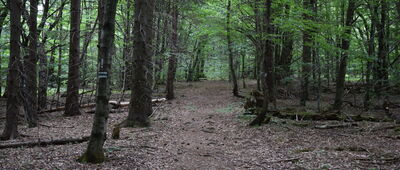 Ożenna, granica parku narodowego ↔ Nad Tysowym