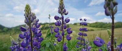 Hala pod Klinem ↔ Andrzejówka, parking