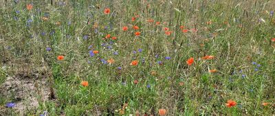 Lipsko ↔ Solec nad Wisłą, ul. Zamkowa