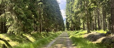 Widlasta Droga ↔ Torfowisko pod Zieleńcem, parking