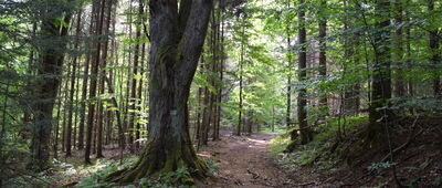 Huta Polańska, granica parku narodowego ↔ Przełęcz Mazgalica