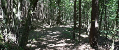 Huta Polańska, granica parku narodowego ↔ Przełęcz Mazgalica