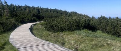 Torfowiska subalpejskie