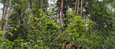 Rezerwat Czartowe Pole, miejsce pamięci ↔ Czartowe Pole