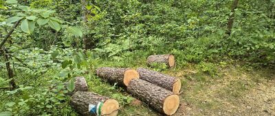 Rozejście szlaków ↔ Rezerwat Czartowe Pole, miejsce pamięci [Można zabrać ze sobą?]