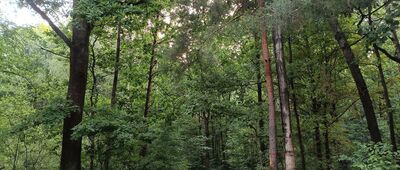 Promnice, rozejście szlaków czerwony / żółty