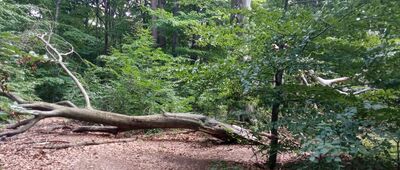 Rybaczówka ↔ Cegielnia Murcki, rozejście szlaków niebieski / żółty [To drzewo nie lubi tej spacerowiczów. Najpierw zwaliło się na jedną stronę tarasując przejście a gdy wydeptano obejście drugą stroną i tą zatarasowało.]