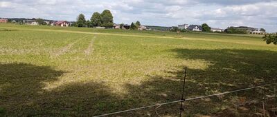 Las Gniotek [Tak prowadzi szlak między Katowicami a Mikołowem. Cała okolica zagrodzona i trzeba całość omijać od strony wschodniej.]