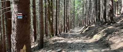 Křížový Vrch, rozc. ↔ Pod Antonínovým pramenem