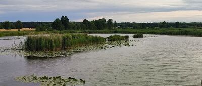 Ruda ↔ Krzywda [Stawy  w Krzywdzie]