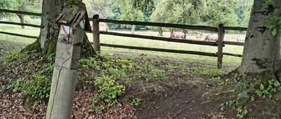 Florianka, ostoja konika polskiego