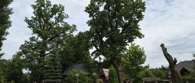 Górecko Kościelne ↔ Górecko Kościelne, Szum