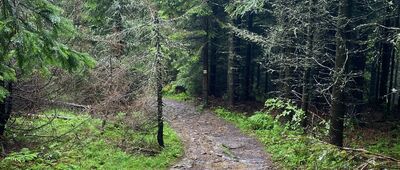 Odejście ścieżki historycznej ↔ Pod Mogielicą