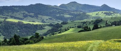 Rozejście szlaków ↔ Przełęcz pod Tokarnią [Wysoka z czerwonego szlaku na Przełęcz pod Tokarnią]