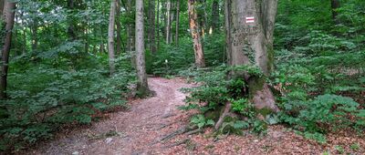 Kraków, Chełm ↔ Las Wolski, Zielony Dół [Kraków - szlak ze Zwierzyńca na Kopiec Piłsudskiego]