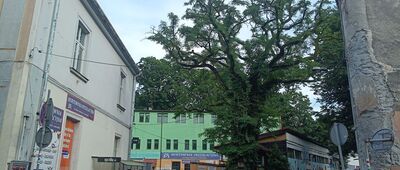 Żywiec, Plac Grunwaldzki ↔ Żywiec, ul. Kraszewskiego