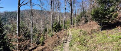 Tylmanowa ↔ Średni Groń [Lubań z okolic Pasterskiego Wierchu]