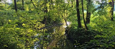 Nad Bystrą [Meandrująca Bystra w dzikich okolicach Nałęczowa]