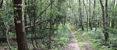 Polana Morgi ↔ Nosalowa