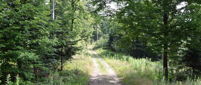 Rozejście szlaków ↔ Polana Morgi