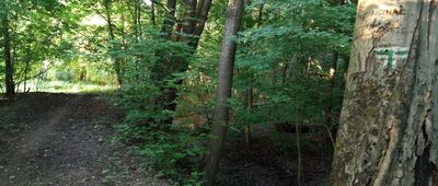 Wilcza ↔ Nieborowice, ul. Kasztanowa [Ciekawe dzieło znakarza. Widok idąc od strony Rybnika. Prosto idzie stara ścieżka z oznakowaniem na drzewach zakończona kawałkiem z pokrzywami. W lewo trochę lepsza droga ale brak oznakowania, brak też odpowiednich miejsc na umieszczenie takiego.]