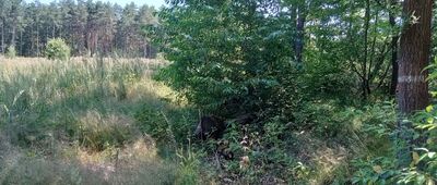 Lasowice, ul. Częstochowska ↔ Lasowice, las [Rozorany teren którym prowadził szlak.]