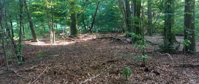 Płużnica Wielka ↔ Dąbrówka, ul. Leśna [Tędy na wprost prowadzi szlak.]