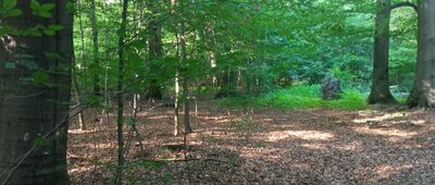 Płużnica Wielka ↔ Dąbrówka, ul. Leśna [Tędy prowadzi szlak.]