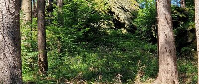 Skrzyżowanie pod Okolem ↔ Czarcia Ambona, rozejście szlaków [Leśniak?]