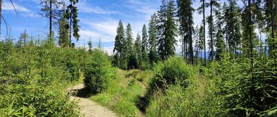 Lichajówka ↔ Murzasichle, granica TPN