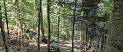 Odejście ścieżki historycznej