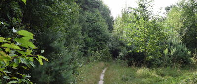 Podlesie ↔ Podlesie, granica parku narodowego