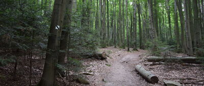 Droga Kakonińska ↔ Przełęcz św. Mikołaja