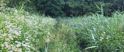 Rozejście szlaków ↔ Dołhobyczowski Las