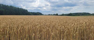 Kosmów, rozejście szlaków ↔ Kryłów, przystanek autobusowy