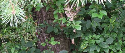 Kosmów, rozejście szlaków ↔ Kryłów, przystanek autobusowy