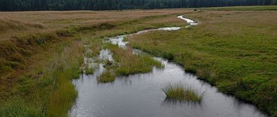 Dziczy Jar ↔ Izerska Hala