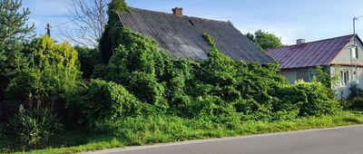 Urzędów ↔ Mikuszewskie [Mikuszewskie - opuszczona chata]
