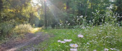 Mikuszewskie ↔ Wolski Bór